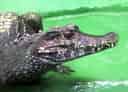 動物図鑑・コビトカイマンの写真 4